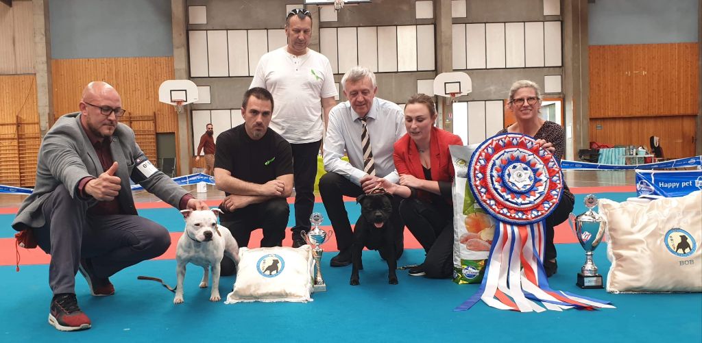du clan ' Molotov - RESERVE BEST IN SHOW SPECIALE