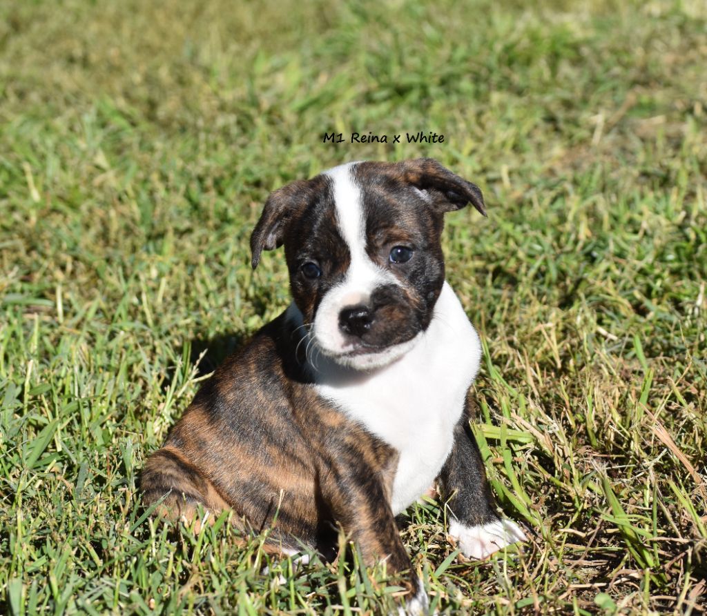 du clan ' Molotov - Chiot disponible  - Staffordshire Bull Terrier