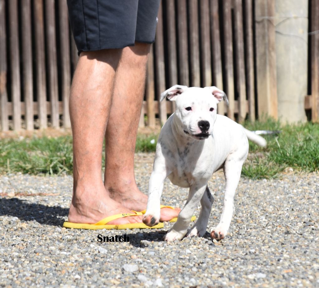 du clan ' Molotov - Chiot disponible  - Staffordshire Bull Terrier