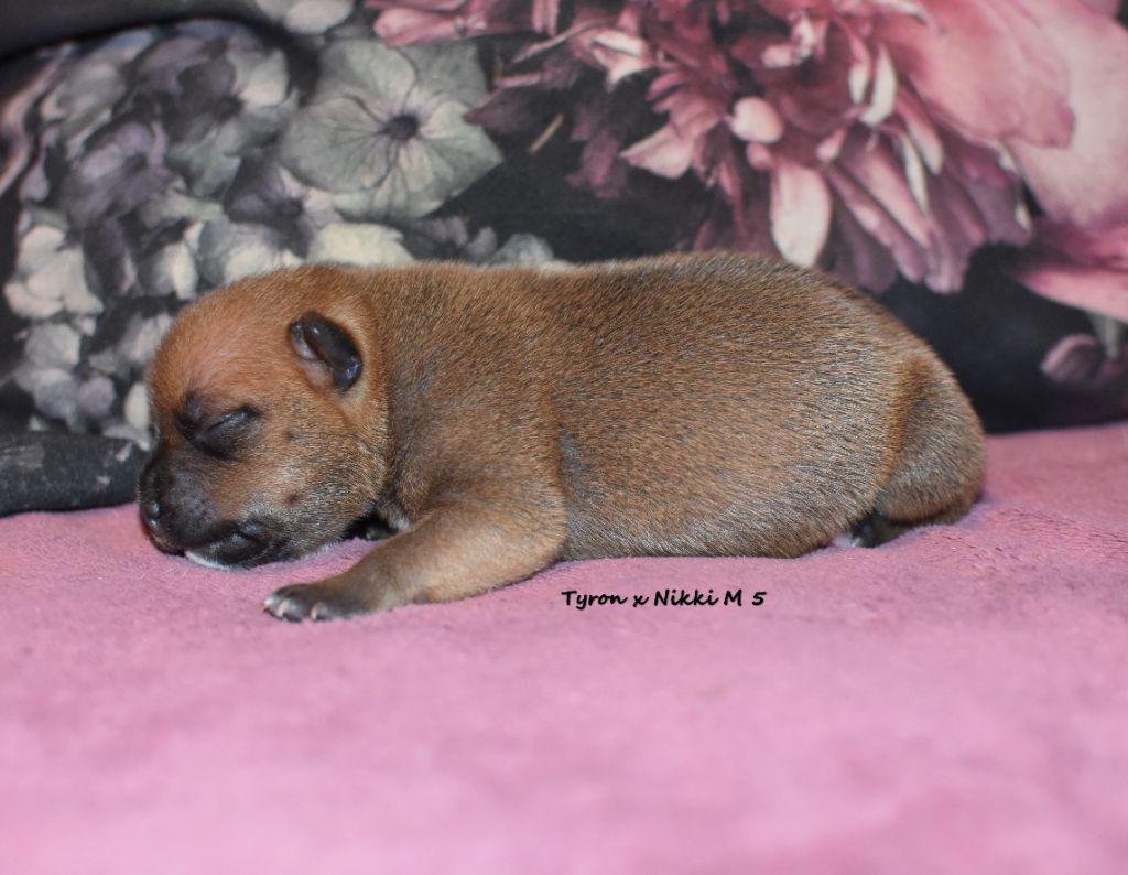 du clan ' Molotov - Chiot disponible  - Staffordshire Bull Terrier