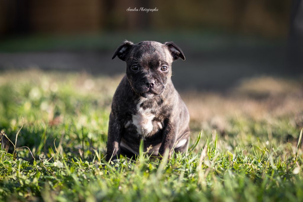 du clan ' Molotov - Chiot disponible  - Staffordshire Bull Terrier