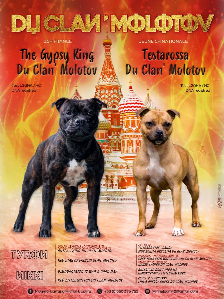 chiot Staffordshire Bull Terrier du clan ' Molotov