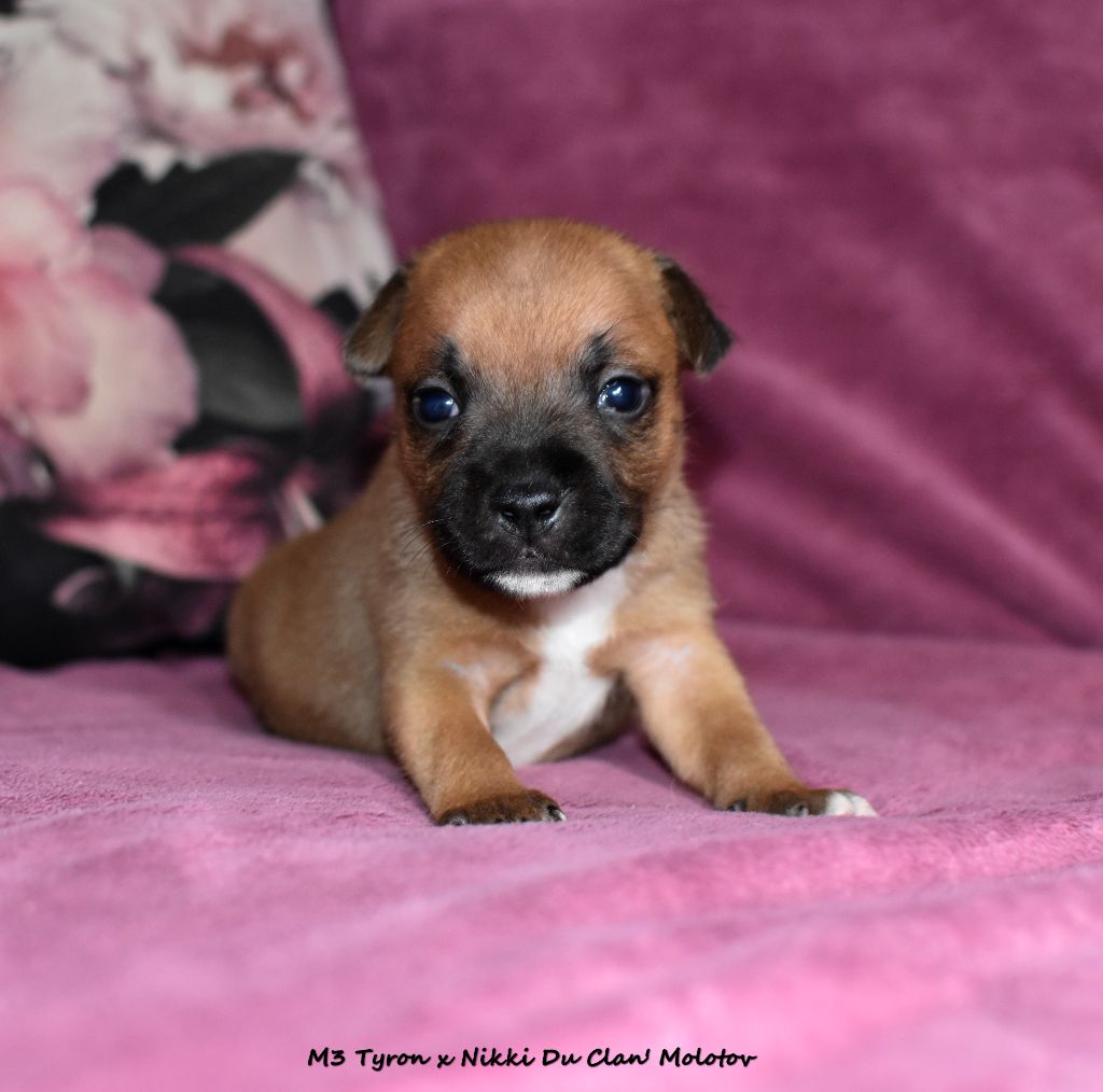 du clan ' Molotov - Chiot disponible  - Staffordshire Bull Terrier