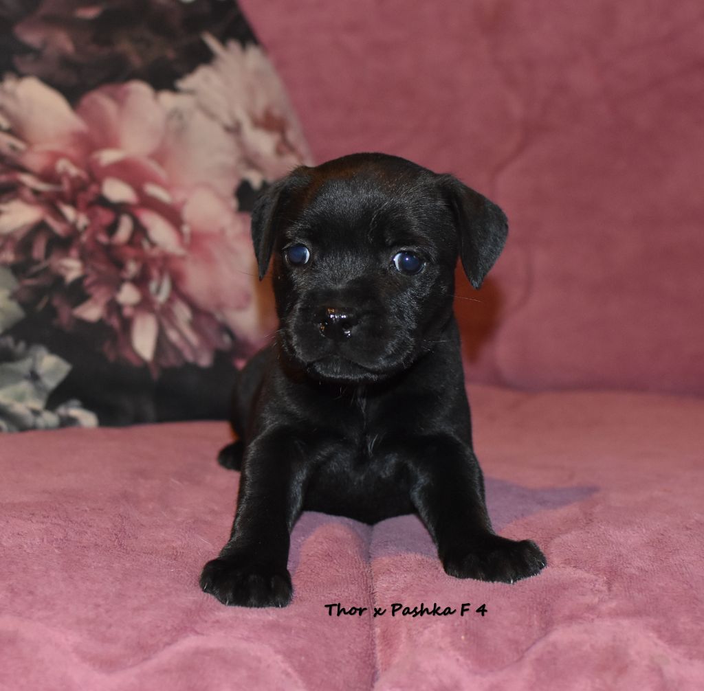 du clan ' Molotov - Chiot disponible  - Staffordshire Bull Terrier