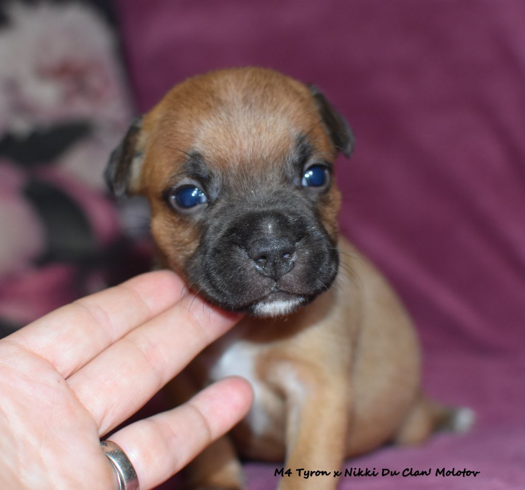 du clan ' Molotov - Chiot disponible  - Staffordshire Bull Terrier