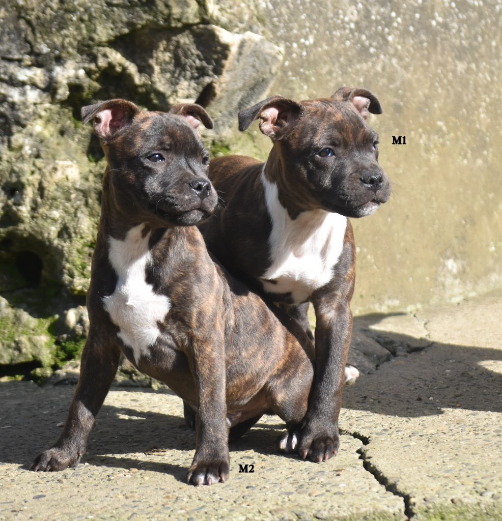 chiot Staffordshire Bull Terrier du clan ' Molotov