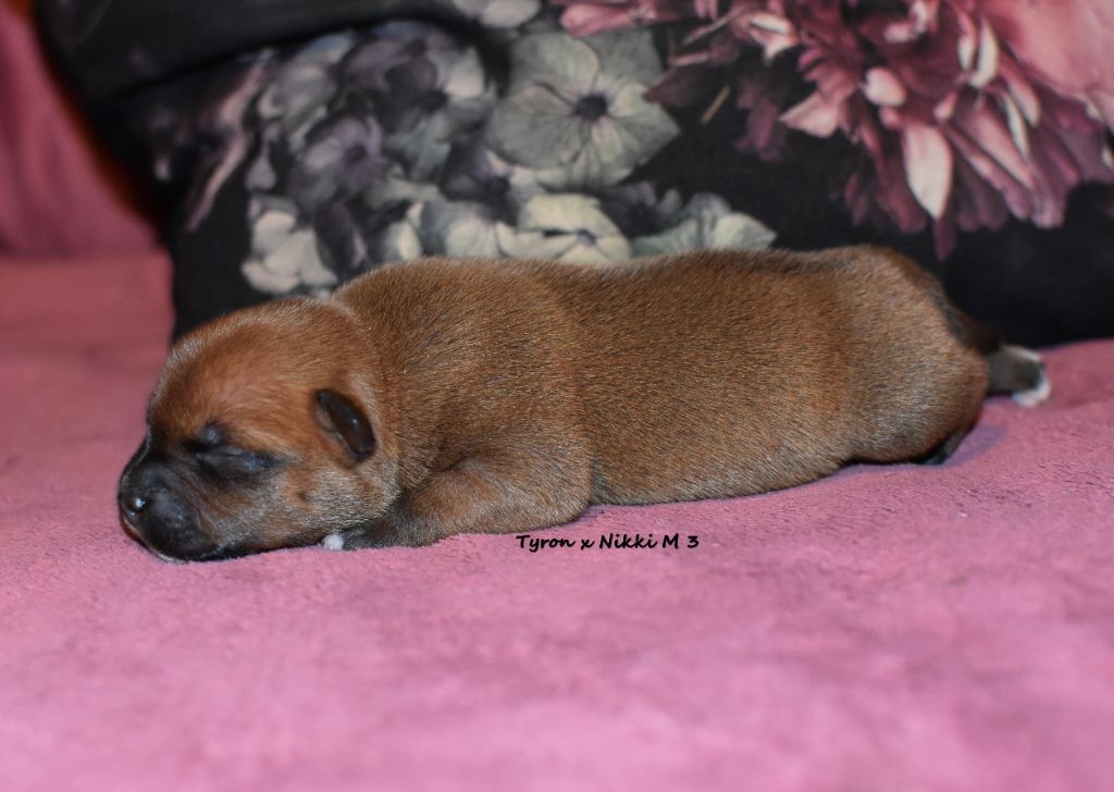 du clan ' Molotov - Chiot disponible  - Staffordshire Bull Terrier