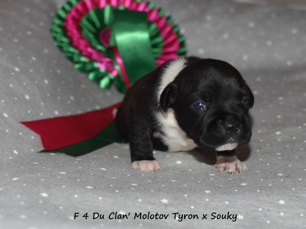 du clan ' Molotov - Chiot disponible  - Staffordshire Bull Terrier