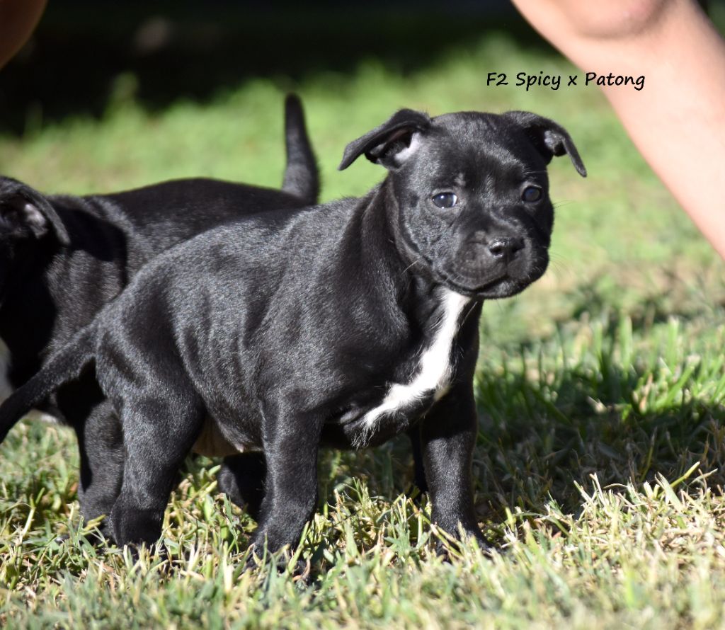 du clan ' Molotov - Chiot disponible  - Staffordshire Bull Terrier