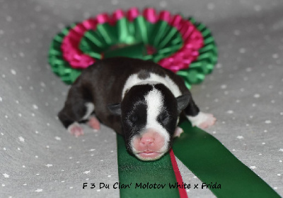 du clan ' Molotov - Staffordshire Bull Terrier - Portée née le 25/04/2024