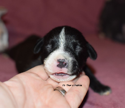 du clan ' Molotov - Staffordshire Bull Terrier - Portée née le 17/10/2024