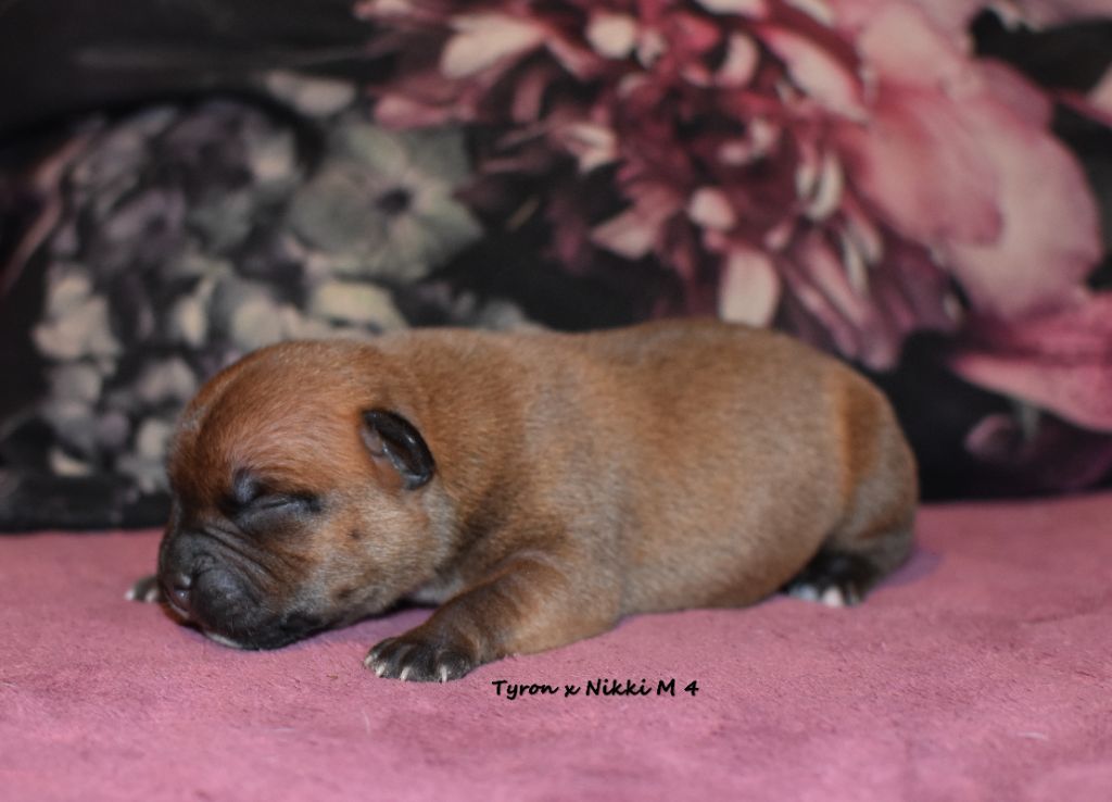 du clan ' Molotov - Chiot disponible  - Staffordshire Bull Terrier