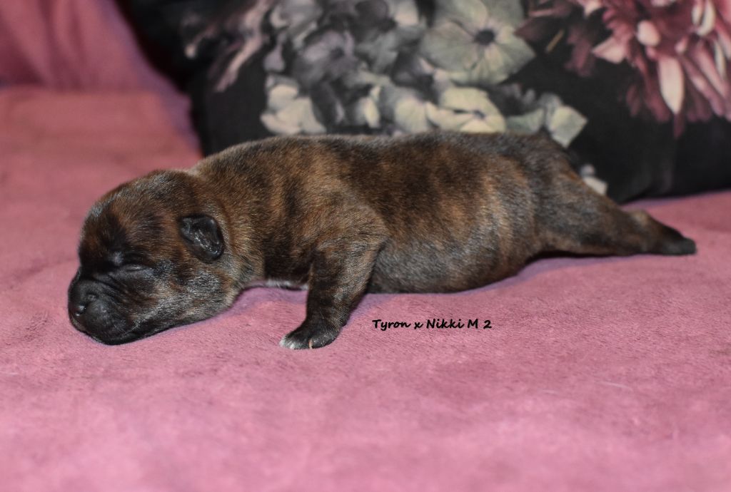 du clan ' Molotov - Chiot disponible  - Staffordshire Bull Terrier