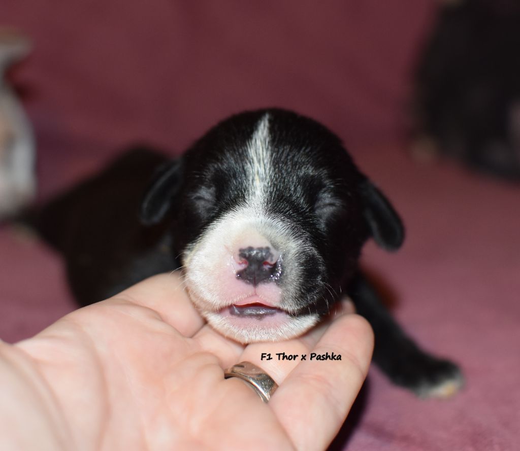 du clan ' Molotov - Chiot disponible  - Staffordshire Bull Terrier