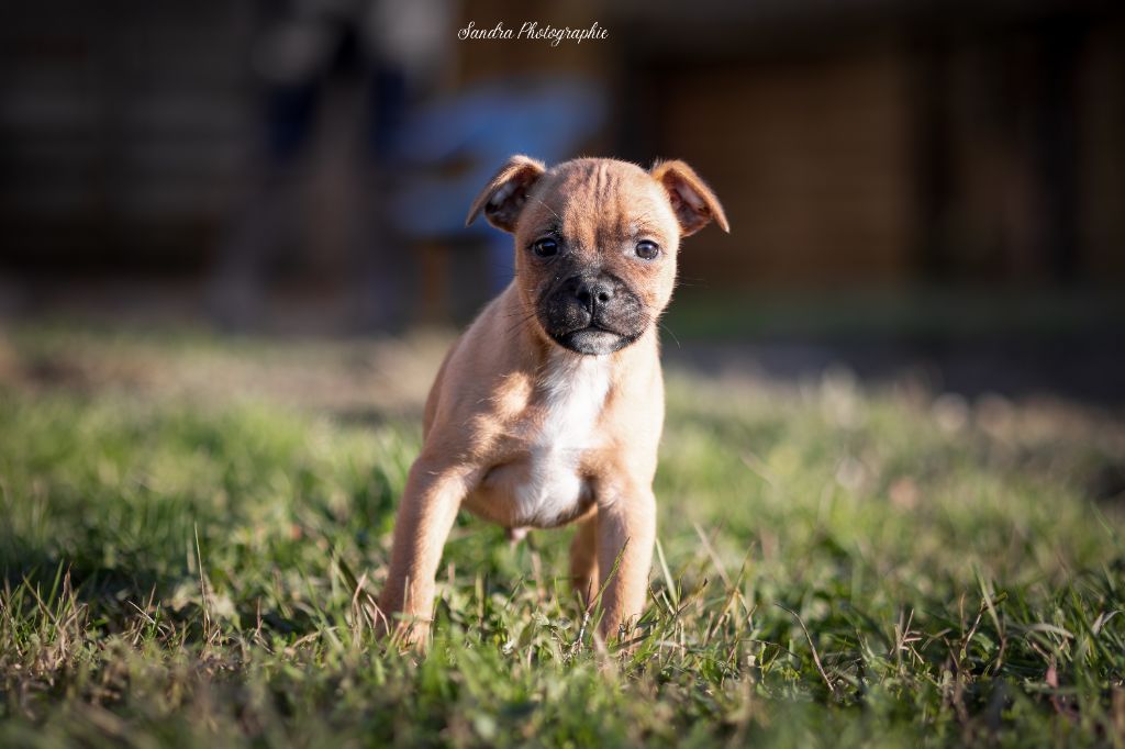 du clan ' Molotov - Chiot disponible  - Staffordshire Bull Terrier