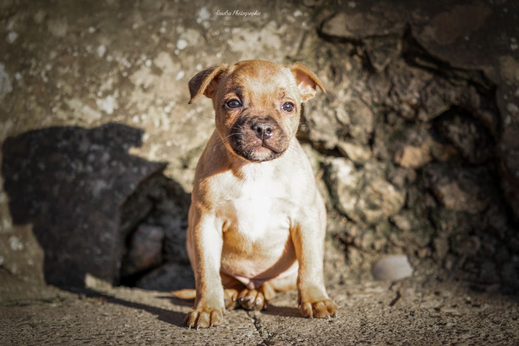 du clan ' Molotov - Chiot disponible  - Staffordshire Bull Terrier