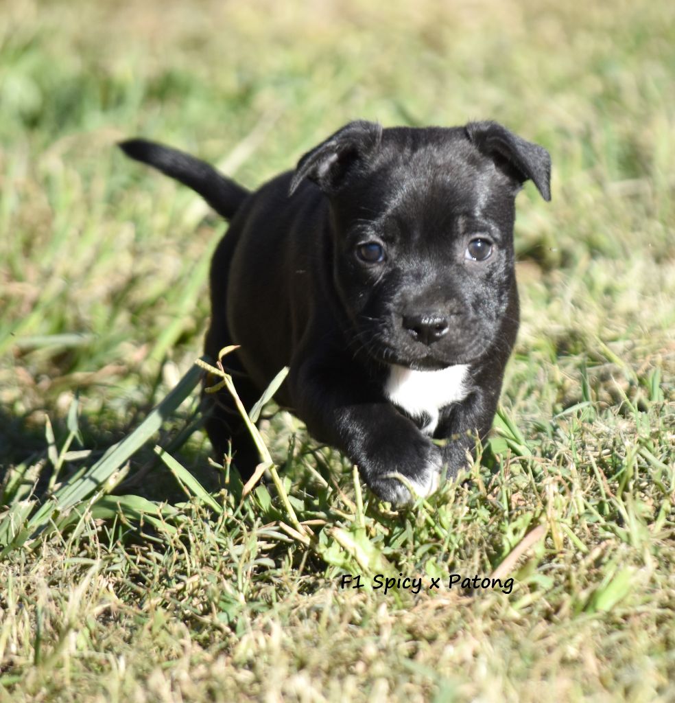 du clan ' Molotov - Chiot disponible  - Staffordshire Bull Terrier