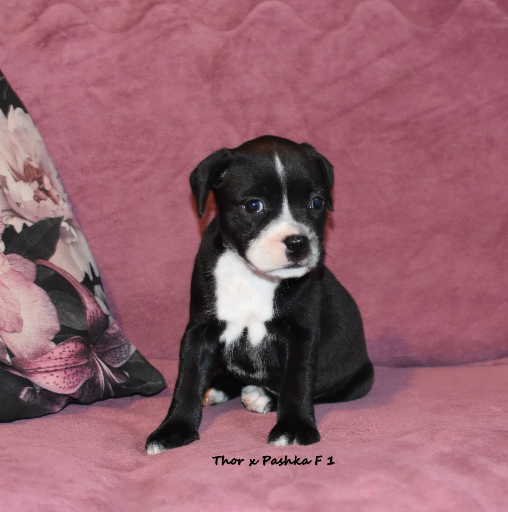 du clan ' Molotov - Chiot disponible  - Staffordshire Bull Terrier