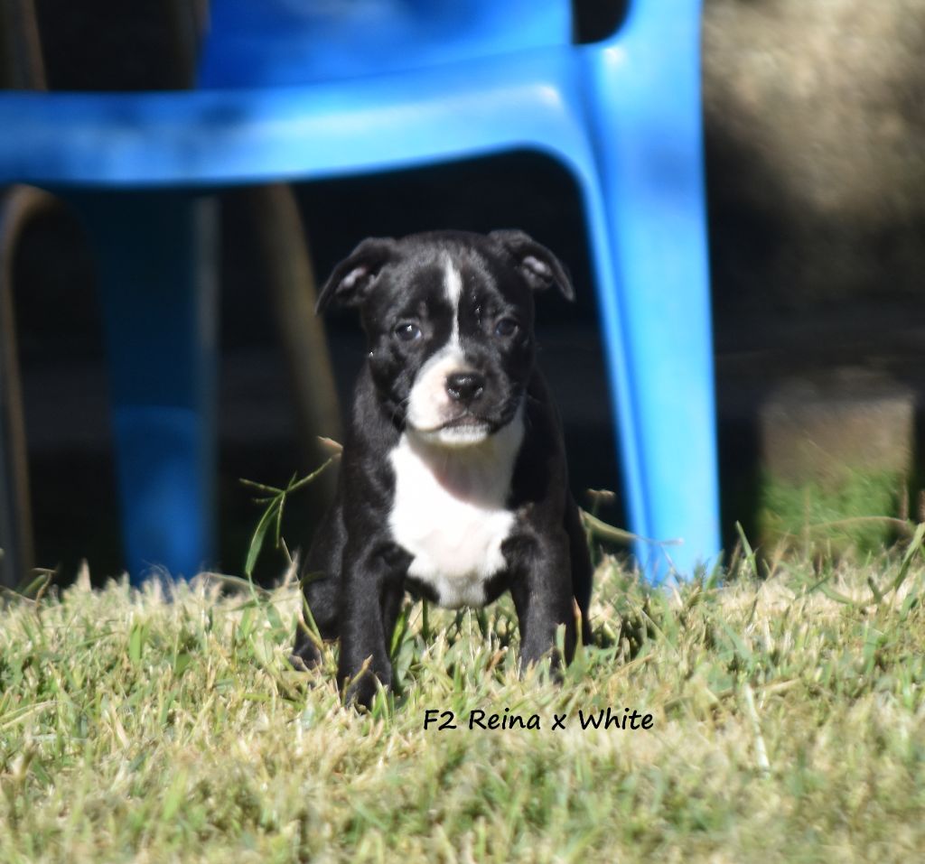 du clan ' Molotov - Chiot disponible  - Staffordshire Bull Terrier