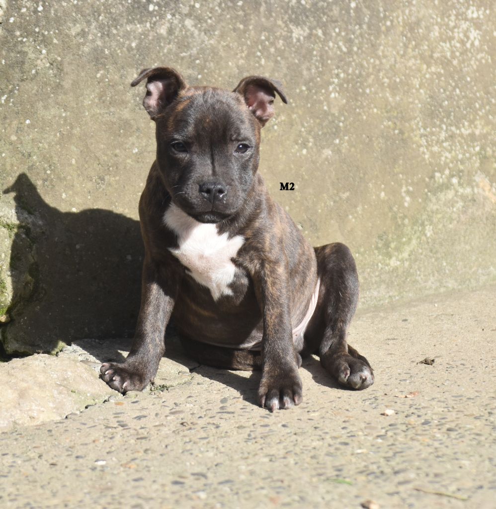 du clan ' Molotov - Chiot disponible  - Staffordshire Bull Terrier