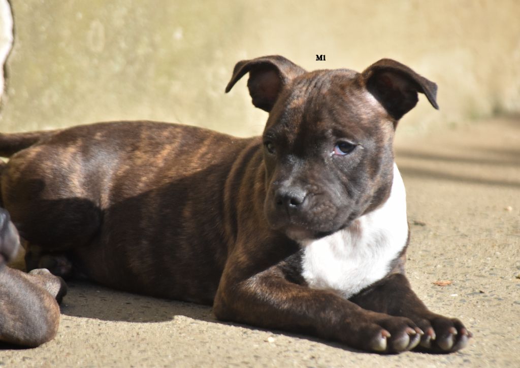 du clan ' Molotov - Chiot disponible  - Staffordshire Bull Terrier