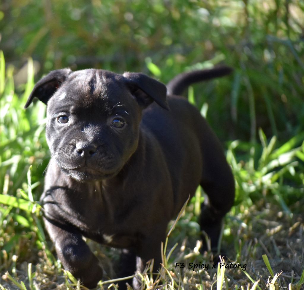 du clan ' Molotov - Chiot disponible  - Staffordshire Bull Terrier