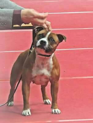 Linka cherry queen du clan ' Molotov