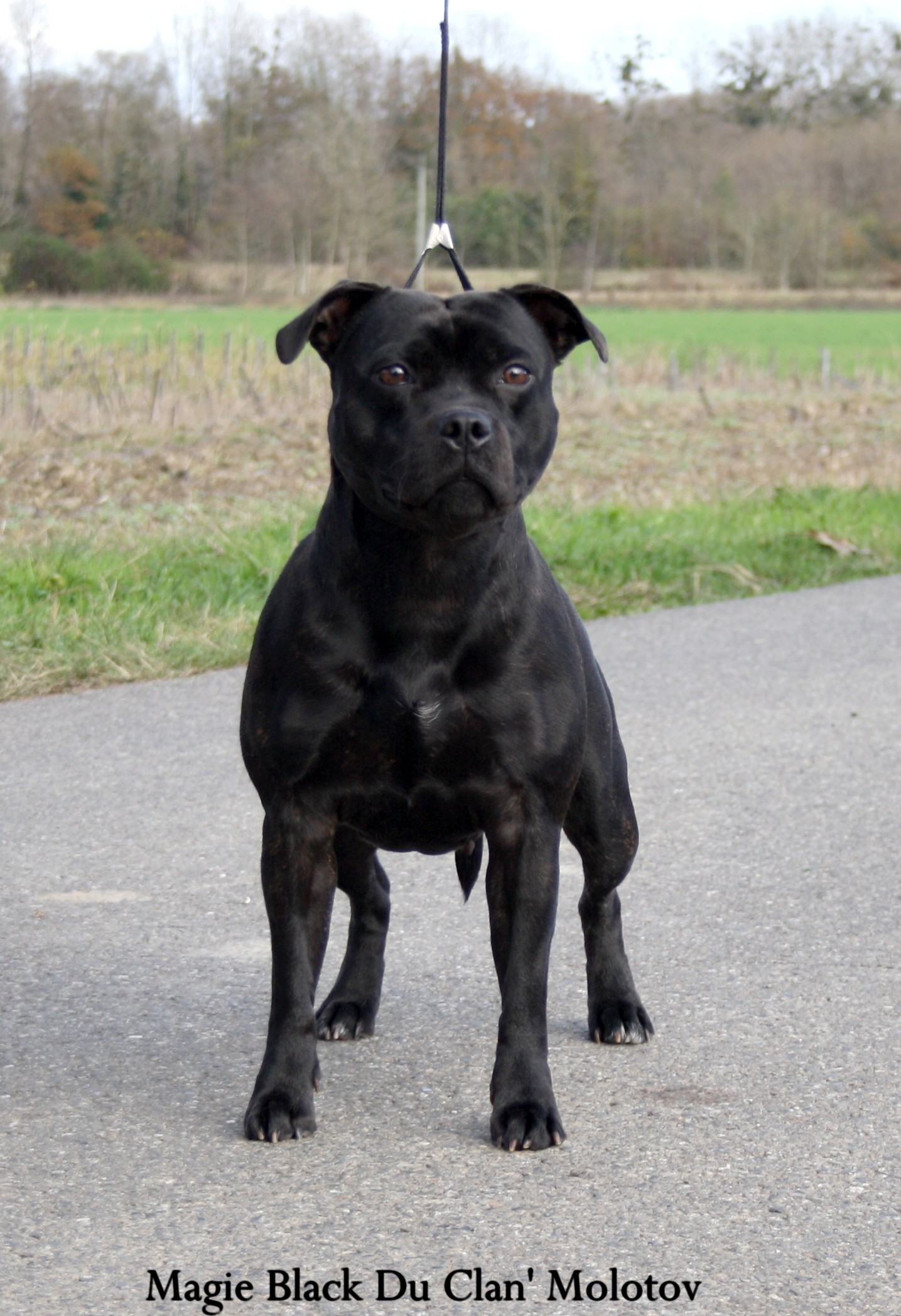 Magie black du clan ' Molotov