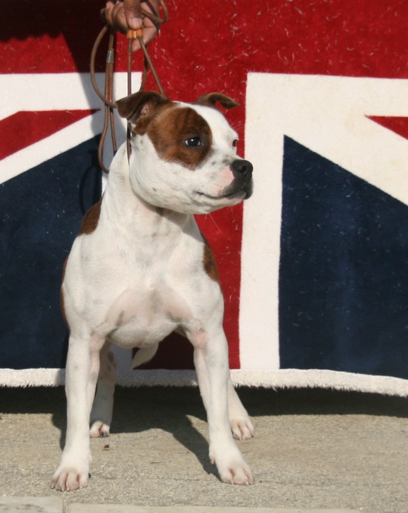 Orgasmic brindle pied du clan ' Molotov
