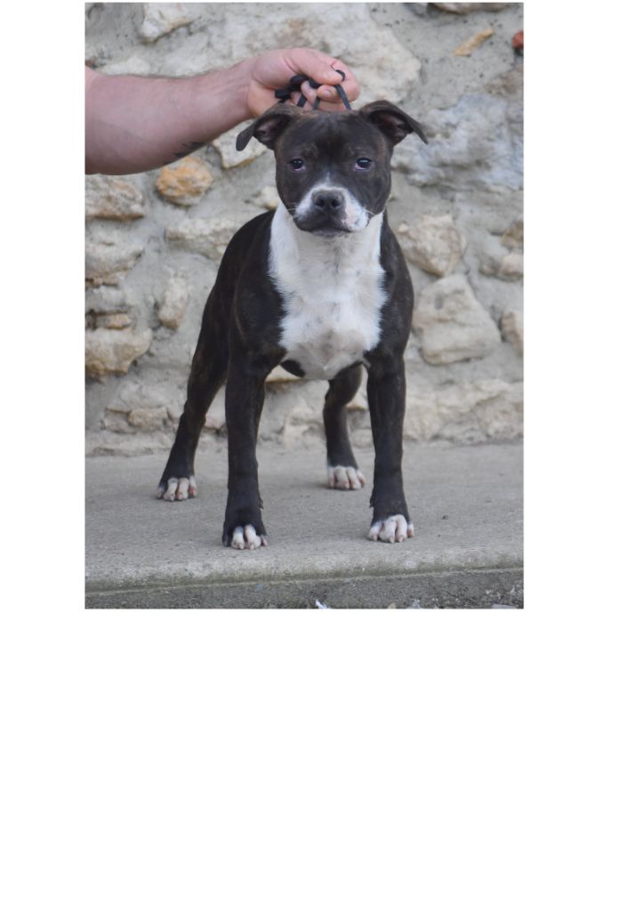 The artist from coyoacan du clan ' Molotov