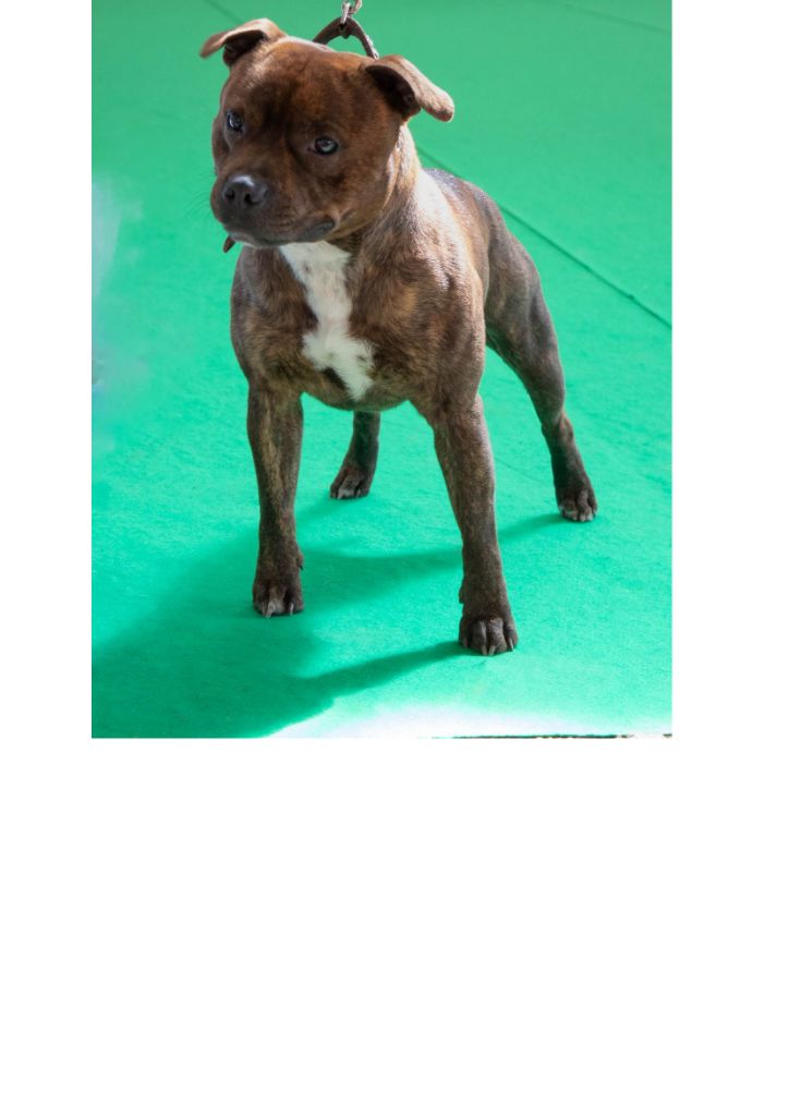 Rollo red brindle fire du clan ' Molotov