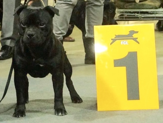 du clan ' Molotov - Exposition International du Luxembourg 2015