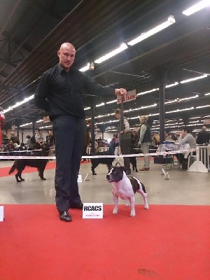 du clan ' Molotov - Expo : PDS Paris Dog Show 2014