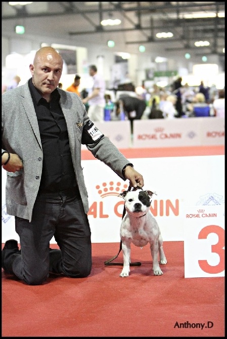 du clan ' Molotov - World Dog Show Milan 2015