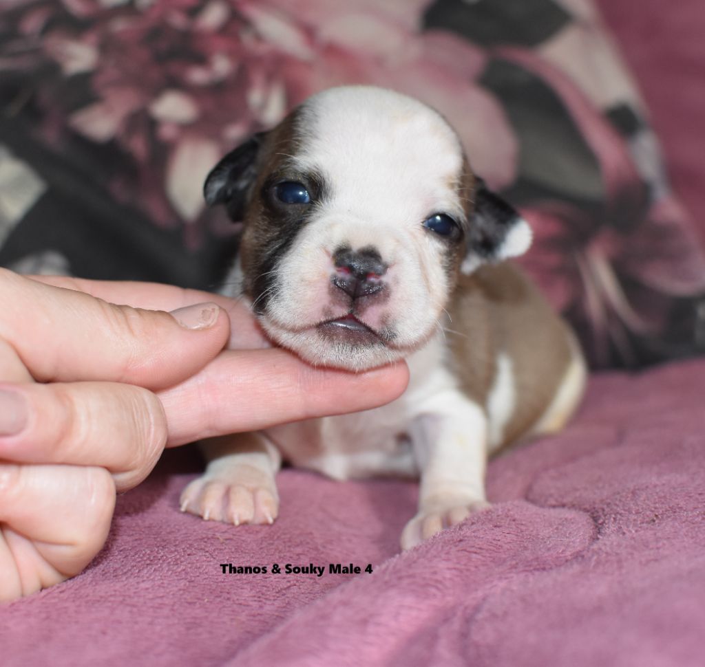 du clan ' Molotov - Chiots disponibles - Staffordshire Bull Terrier