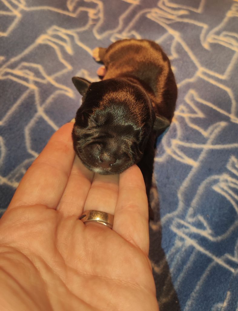 du clan ' Molotov - Chiots disponibles - Staffordshire Bull Terrier