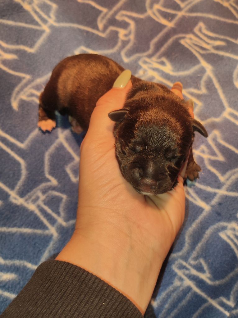 du clan ' Molotov - Chiots disponibles - Staffordshire Bull Terrier