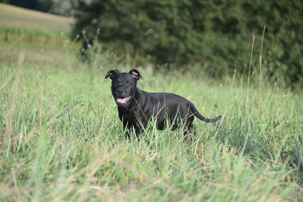 du clan ' Molotov - Chiots disponibles - Staffordshire Bull Terrier