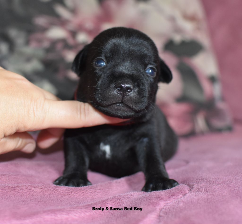 du clan ' Molotov - Chiots disponibles - Staffordshire Bull Terrier