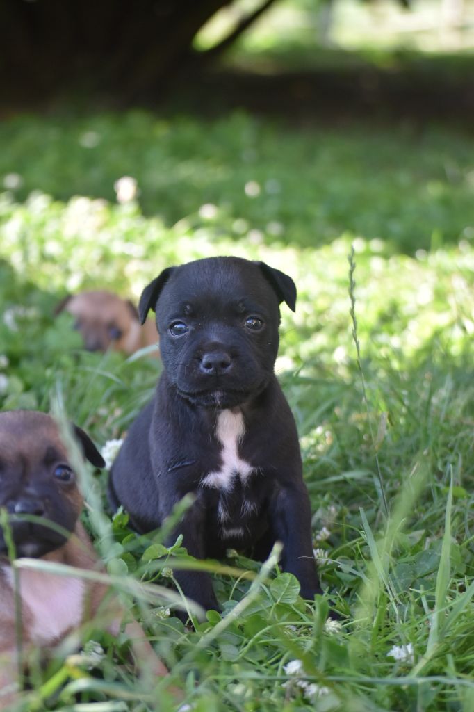 du clan ' Molotov - Chiots disponibles - Staffordshire Bull Terrier