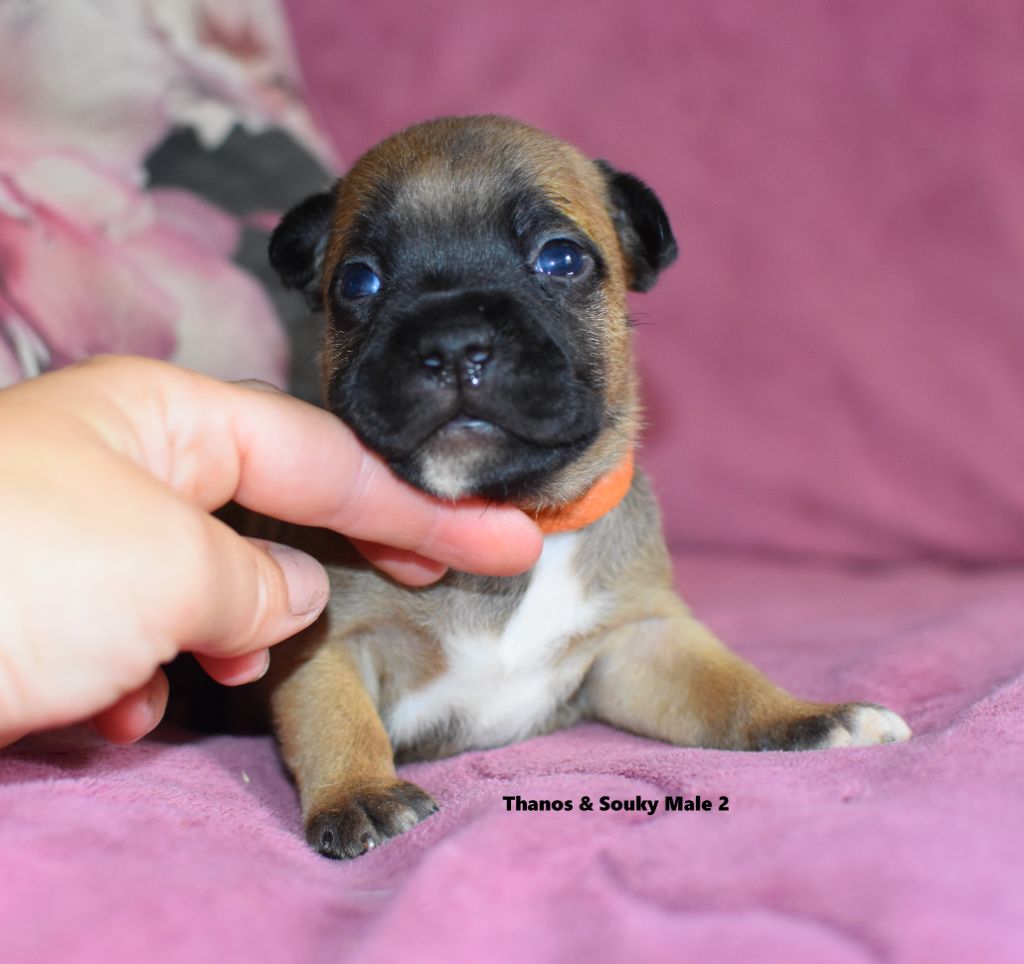 du clan ' Molotov - Chiots disponibles - Staffordshire Bull Terrier