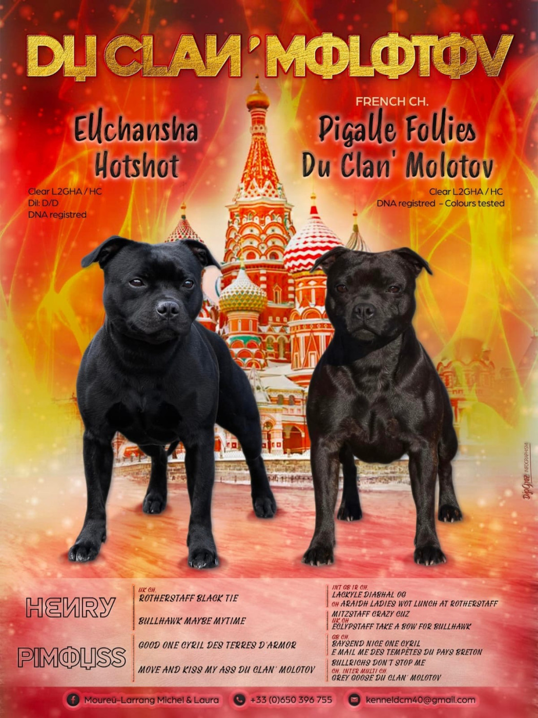 Chiot Staffordshire Bull Terrier du clan ' Molotov