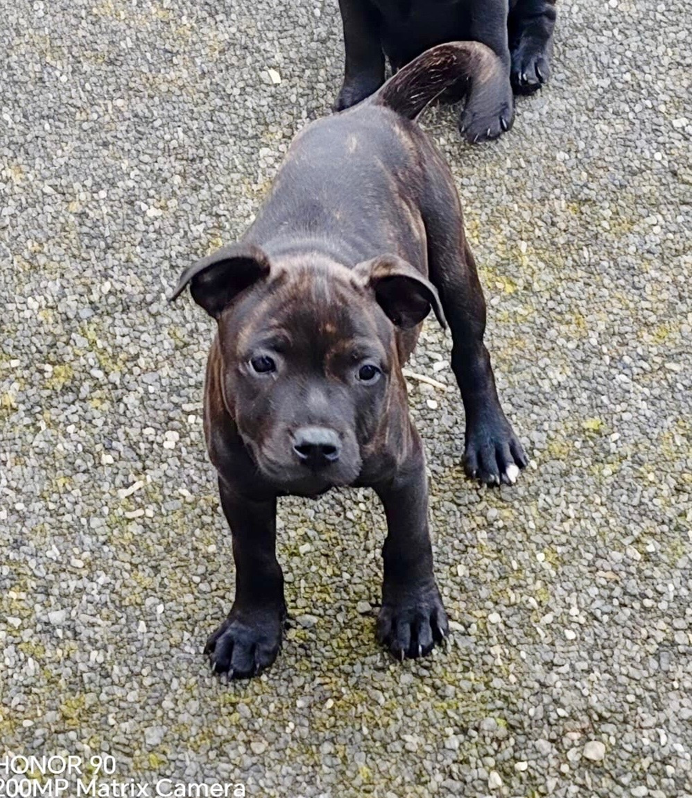 du clan ' Molotov - Chiots disponibles - Staffordshire Bull Terrier