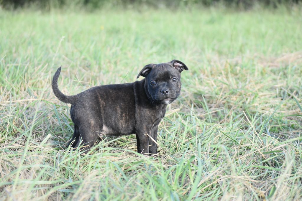 du clan ' Molotov - Chiots disponibles - Staffordshire Bull Terrier