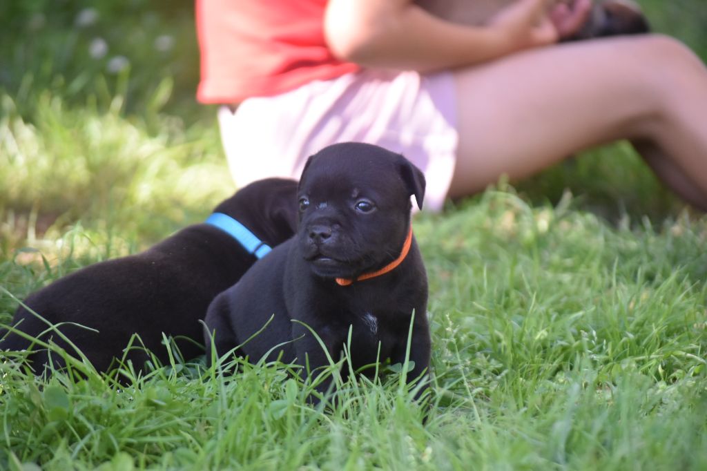 du clan ' Molotov - Chiots disponibles - Staffordshire Bull Terrier
