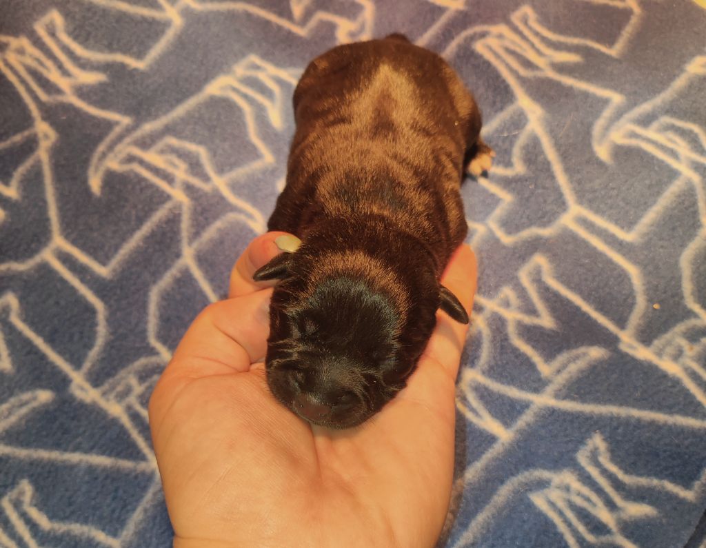 du clan ' Molotov - Chiots disponibles - Staffordshire Bull Terrier
