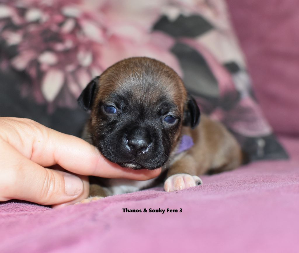 du clan ' Molotov - Chiots disponibles - Staffordshire Bull Terrier