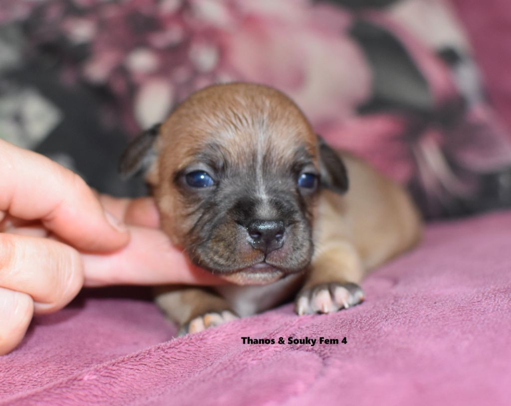 du clan ' Molotov - Chiots disponibles - Staffordshire Bull Terrier