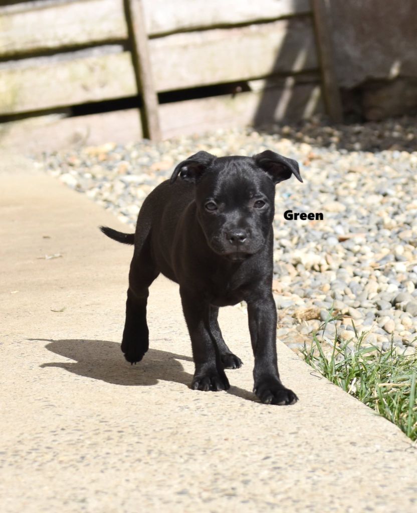 du clan ' Molotov - Chiots disponibles - Staffordshire Bull Terrier