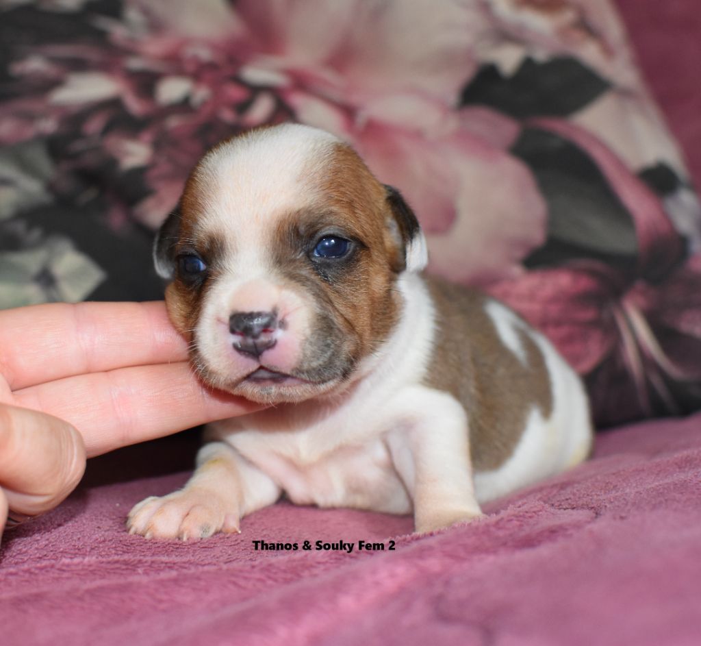 du clan ' Molotov - Chiots disponibles - Staffordshire Bull Terrier